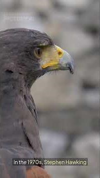 The Physics Behind the Black Hole Paradox | 2-Minute Explanation