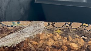 Saw a post in a Retic group the other day about shedding… The author was asking what to do to ensure their Retic had good sheds. They have other species of reptiles and never have shedding issues with them. Their Retic though, struggles. A lot of the answers were along the lines of “Big snakes always have a tough time shedding” To be completely honest, I used to believe that too. I just accepted that big snakes couldn’t shed in solid pieces or smoothly in captivity. I was wrong. Big snakes absol