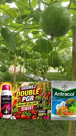 कद्दू का खेती ऐसे करें कभी घटा नहीं होगा|bottle gourd farming|Godrej Double|Antracol Propineb 70% wp