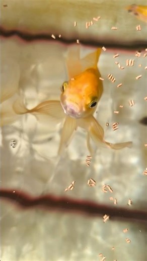 Feeding time #goldfish