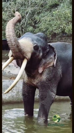 😍Funny Elephant Moment Caught on Camera! #shorts #animals