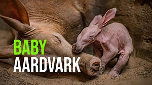 30K views · 1.2K reactions | An adorable aardvark has been born at...