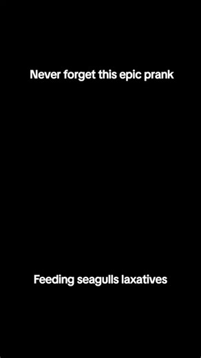 Never forget this epic prank. Feeding seagulls laxatives. #funny #seagulls #laxativesprank #laxatives #thatmattmguy