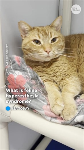 1.2K views | Ginger, an adorable shelter tabby with feline hyperesthesia syndrome, is healing after a necessary tail amputation and ready for adoption. Hear from a veterinarian that treated her about the rare neurological condition that led to the amputation. | The Canton Repository / CantonRep.com | Facebook