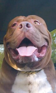 1.6M views · 8.1K reactions | American Pit Bull Terriers make great family pets... they can also be trained into elite protection dogs  | Dog Dynasty | Facebook