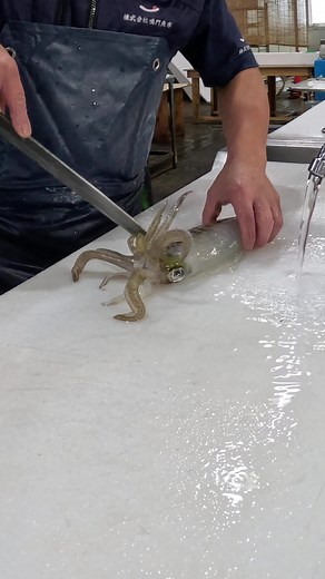 活アオリイカ捌く #魚 #魚屋 #魚捌く #職人