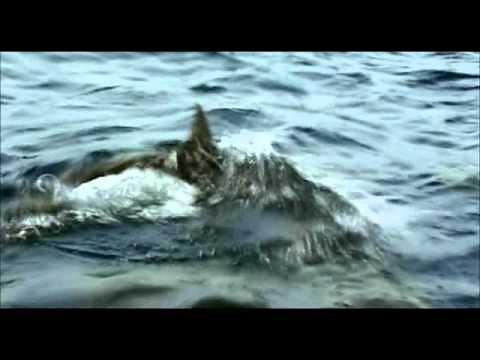 Open Water Ending - The Resignation