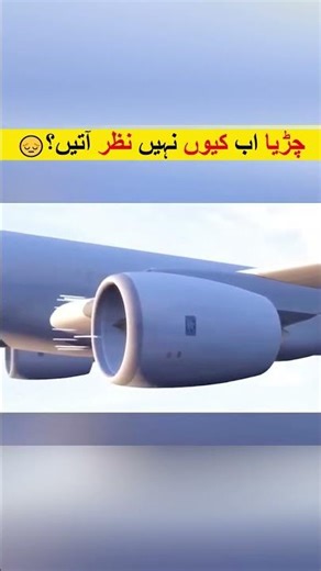 Do Planes are Eating Sparrows? #facts #ytshorts #shorts