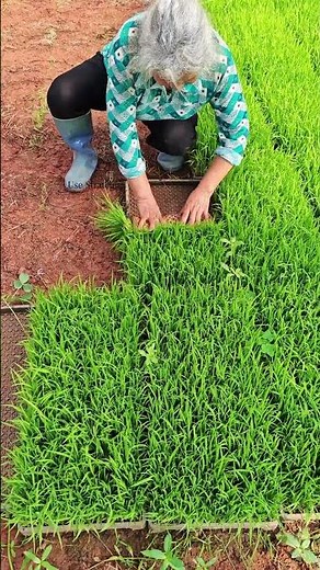 Efficient seedling bundler machine demo