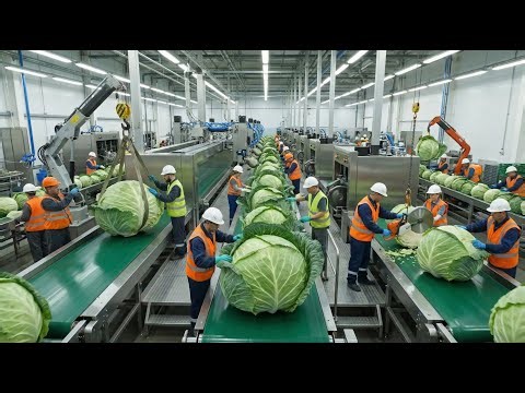 INSANE Modern Cabbage Processing Factory: Full Automation, Robotics & High-Speed Packaging
