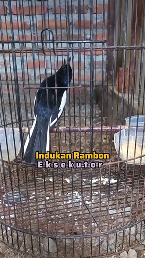 Kacer Ngamuk 🔥 Bongkar Materi #fyp #fypシ #kacerfighter #burung #kicaumania