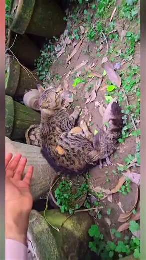 kitty kisses | Once abandoned… a mama and her 5 kittens were left with nothing but fear. Today they are safe, healthy, and full of life 🐱✨ This... | Instagram