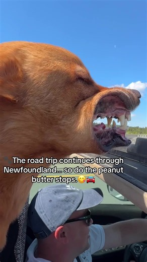Newfoundland Road Trip with a Peanut Butter-Loving Dog