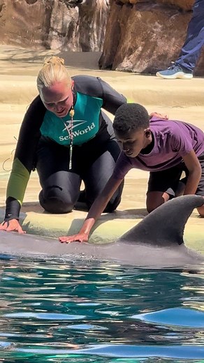 Dolphin Adventures at SeaWorld Orlando