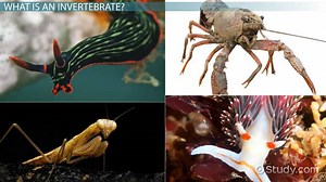 Invertebrates | Definition, Types & Examples