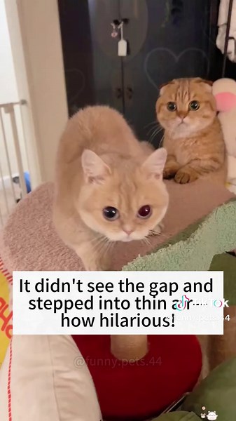 Clumsy Kitty Moments That Will Make You Laugh