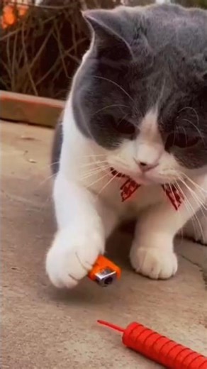 Funny Cat Explosive Experiment 🧪💥#FunnyCat #CatComedy #CatReels #CuteCatMoments #ViralCat #meowlife