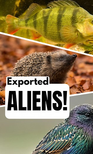 32K views · 665 reactions | There are lots of Alien Animals in the UK, but did you know there are some native animals that are Aliens elsewhere. Take a look at 3 of them. #aliens #alienanimals #wildlife #nature #nonnativespecies | A Shot Of Wildlife | Facebook