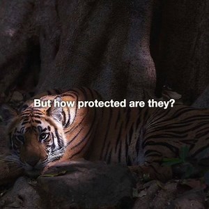If we told you a tiger was within a protected range, wouldn’t you expect it to be safe from threats? Unfortunately, it’s been found that 85% of tiger sites do not even have enough rangers to protect them, leaving tigers vulnerable to poaching and illegal trade 😟 Tigers already face grave threats from the illegal wildlife trade. As #WorldWildlifeDay approaches, let’s keep the spirit of the tiger alive by protecting these endangered big cats and our planet’s diversity of life on earth.🐯 http://p