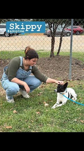 12K views · 1.1K reactions | Skippy has landed himself in a foster home with Tobi and Scott Little. This little guy has won them over. He’s a quick learner, loves his kennel time, is house training like a champ, leash training really well and comes every time you call him. Skippy loves other dogs too. He was neutered last week and is ready for his forever home. He’s 2 years old and 28 lbs. The perfect little size. | Tunica HumaneSociety | Facebook