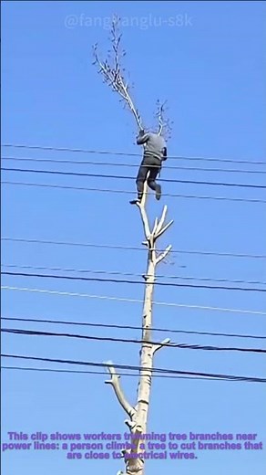 Tree Trimming Near Power Lines: Cutting Branches by Electrical Wires