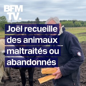 805K views · 16K reactions |  Avec son refuge dans la Sarthe, Joël a sauvé plus de 150 animaux maltraités ou abandonnés Nous avons rencontré ce septuagénaire, dévoué du matin au soir pour ses bêtes | BFMTV | Facebook