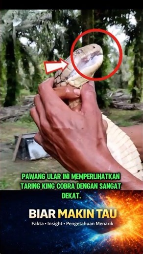 Pawang Ular Ini Memperlihatkan Taring King cobra Dari Jarak Dekat 💀😱 #viral #ularbesar #kingcobra