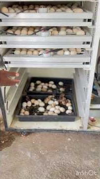 egg incubator machine poultry farming business #incubator #poultry #bussness #eggs #desi
