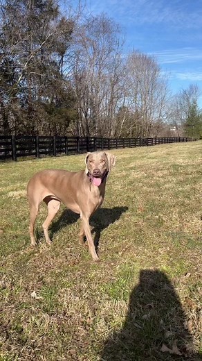 Learn the sign for ‘Who.’ #asl #americansignlanguage #babysign #signlanguage #who #languagelearning #wholetthedogsout #weimaraner #communicate
