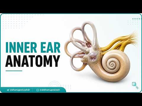 Inner Ear Anatomy Animation: Cochlear component, Vestibular component, Semi-circular component USMLE