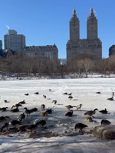 It's freezing in New York City 🥶 The lake in Central Park has completely frozen over🧊❄️ #newyorkcity #winterinnewyork | New York Today