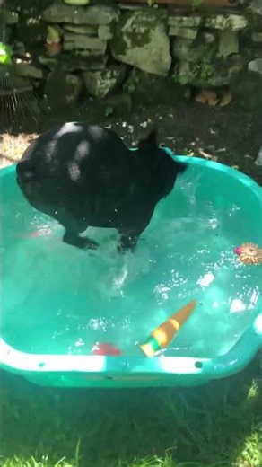 CLTM 21 Mai 2026 #bouledoguefrançais #frenchbulldog #frenchie #garden #フレンチブルドッグ #doglife