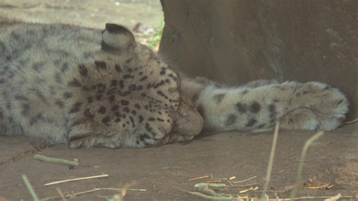 Louisville Zoo snow leopard pair won’t breed; male confirmed infertile