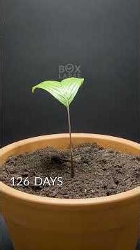 Snake Fruit & Palm Tree 162 days in 60 seconds