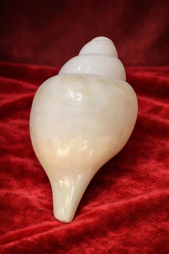 Natural Shankh Conch Shell for Hindu Pooja, Temple Rituals, Spiritual Decor (22 Cm) - Etsy