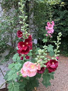How To Grow Hollyhocks From Seed