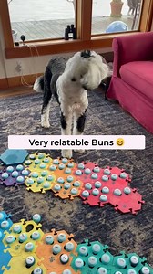 344K views · 6.3K reactions | I feel you Buns 藍 we love seeing and hearing about all different kinds of success stories, so send your videos to us via DM or post a link in the comments for a chance for your story to be posted to the FluentPet page! #fluentpet | FluentPet | Facebook