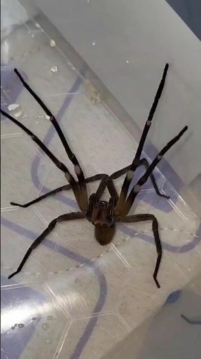 Brazilian WANDERING Spider [Full Version]