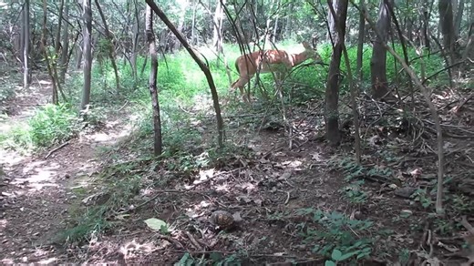 I Love All My #critters In My Neck Of The Woods Here In #Virginia And Being The True #woodsman That I Am , I Am And Always Will Be The #turtleman .🙂 I Found My First #boxturtle At The Age Of 9 And Now At The Age Of 62 I Cross Paths With Several Of The Same #boxturtles Every Year And Now I Have 6 Of Them That Come And Eat Out Of My Hand When They See Me 🙂 All My #critters And I Do #share The Woods In Peace And I Just Wish #mankind Will Do The Same And #share Our #motherearth In #peace So We Wil