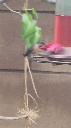 Tiny Orange Hummingbird enjoys swinging feeder