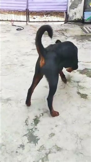 Dome To Cosita cute #rrottweilerdog🐶 !!