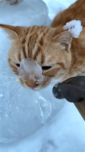 Animal Rescue Cute Cat #animalrescue #wildlife #rescueefforts #winterrescue
