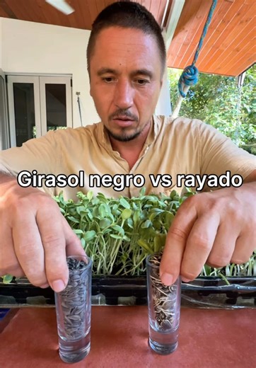 Mejores Semillas para Microgreens: Girasol y Lentejas