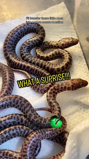 🐍 I didnt expect these eggs to hatch until around 60 days! I’m still looking into why they hatched so early but thankfully they all look really heathy! 🧪 👉🏼 Shop: www.molinarosnakelab.com #molinarosnakelab #snakes #fyf #fyp #snakes #ballpython #royalpython #pythonregius #python #pison #pyton #pitone #sawa #witchy #snakebreeder #snakekeeper #snakeman #snakeguy #viral #pets #petsnakes #snakepets #ladbible #animalplanet #serpents #diy #royalpythonbreeding #ballpythonbreeding #elpaso #eptx This 
