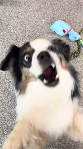 Della and Bogey were all about that ball life today, taking turns, chasing with purpose, and celebrating every victory like true canine teammates 🎾🐾 $10 #EdmontonDogs #EdmontonPuppies #YEGPups #BallTimeFun #CaninePlay