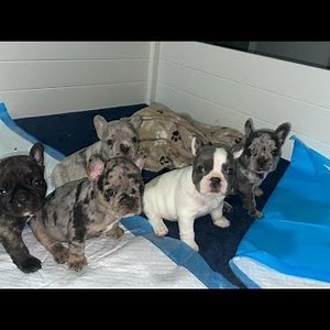 French Bulldog Puppies - Timelapse (Birth to 10 weeks old)