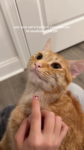 Cat Trying to Convince You He Swallowed the Pill — Funny POV