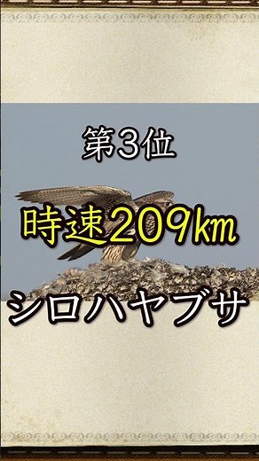 The Fastest Birds on Earth!? 5 Fastest Birds in the World