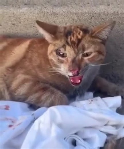 #bigpaws #cat #lifeisbutadream #2018 #rescue #cute #whowillbemylifepartnerta