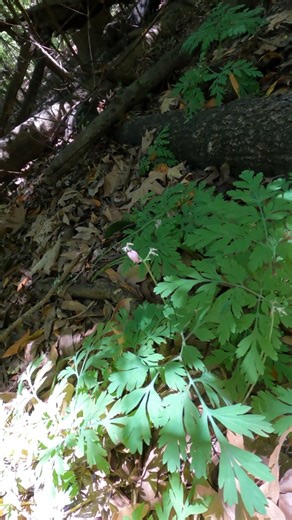 What kind of plant is this?!